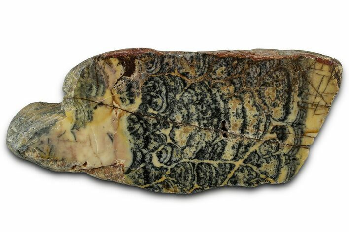 Proterozoic Columnar Stromatolite (Asperia) Section - Australia #353608